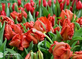 Tulipa Red Bright Parrot ® (3)